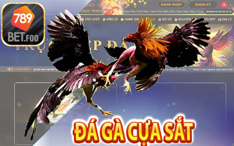 Đá gà cựa sắt - 789bet foo chia sẻ kinh nghiệm bắt kèo cá cược đá gà trực tuyến